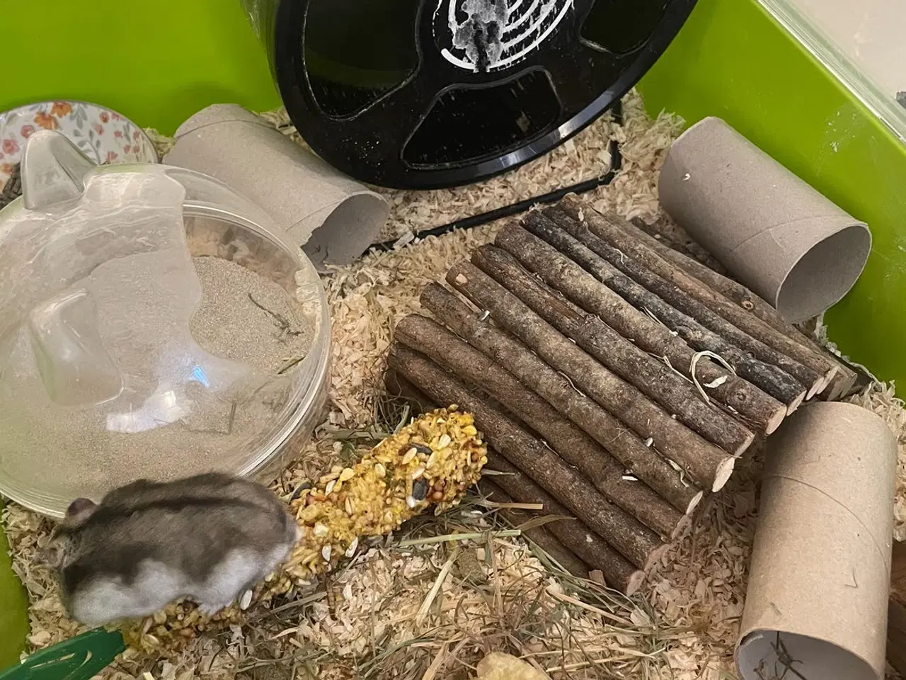 Billede 2 - Dværg Hamster med alt udstyr