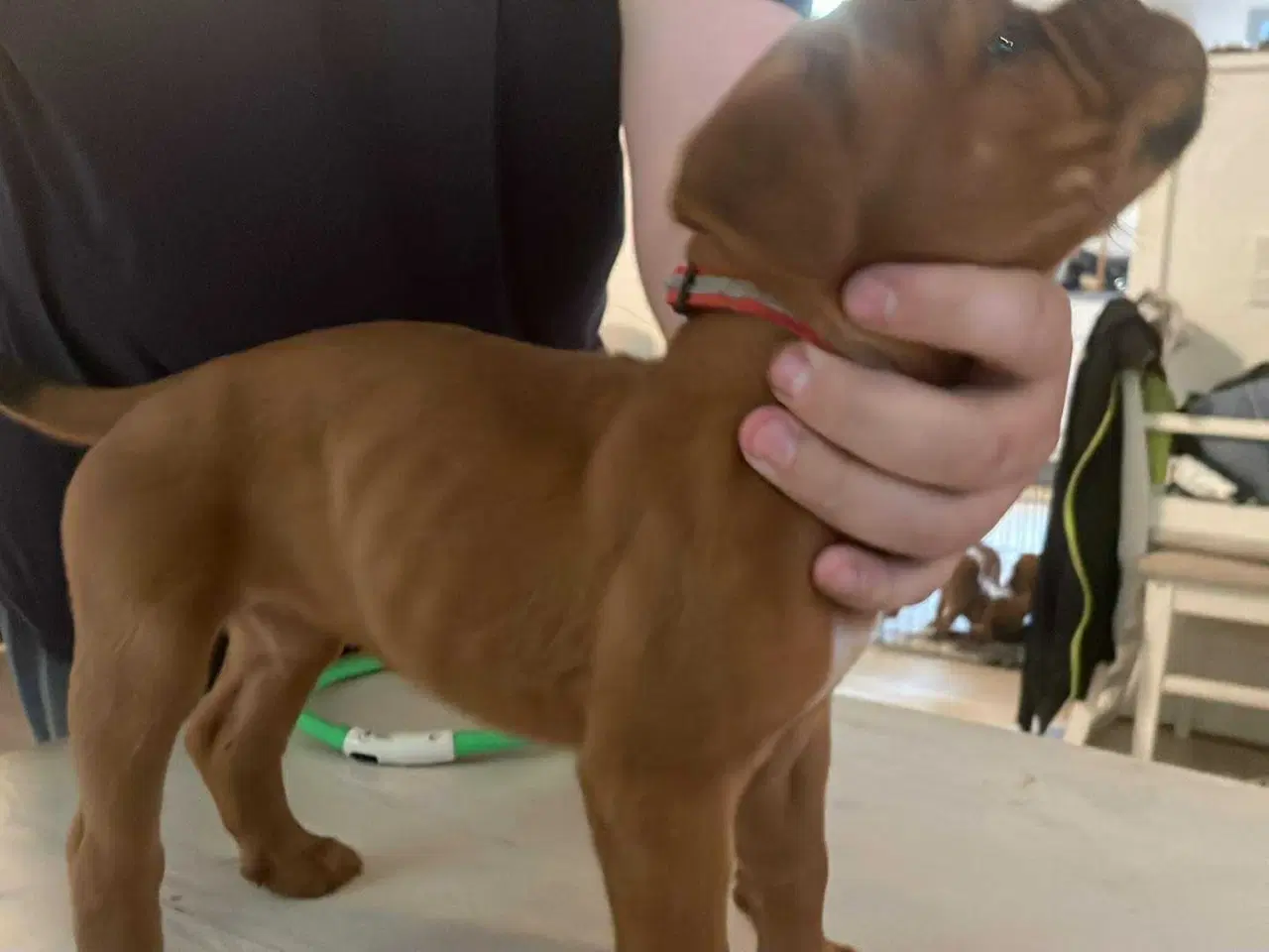 Billede 5 - 7/8  ddb - 1/8 Presa Canario