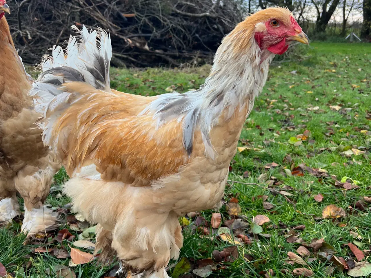 Billede 2 - Brahma hane Lemon pyle