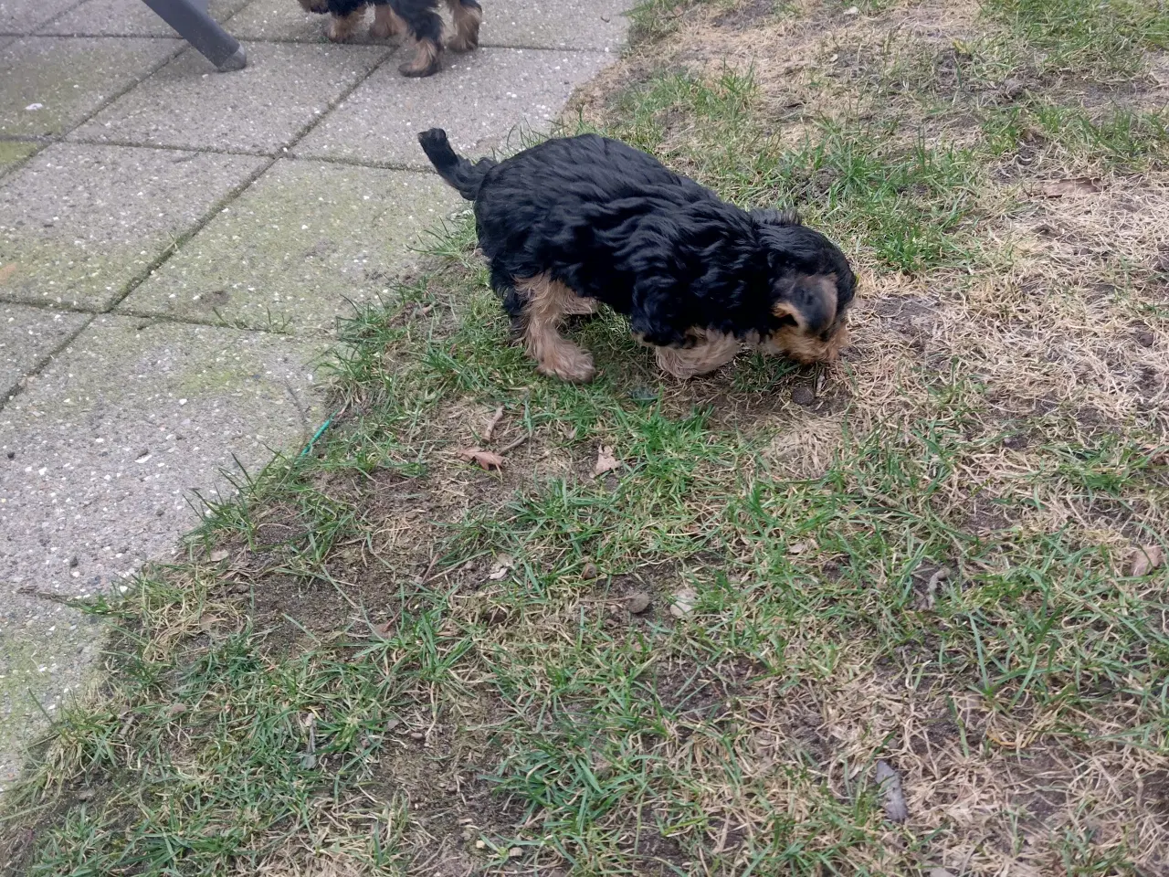 Billede 10 - Yorkshire Terrier hvalp, pige 8 uger