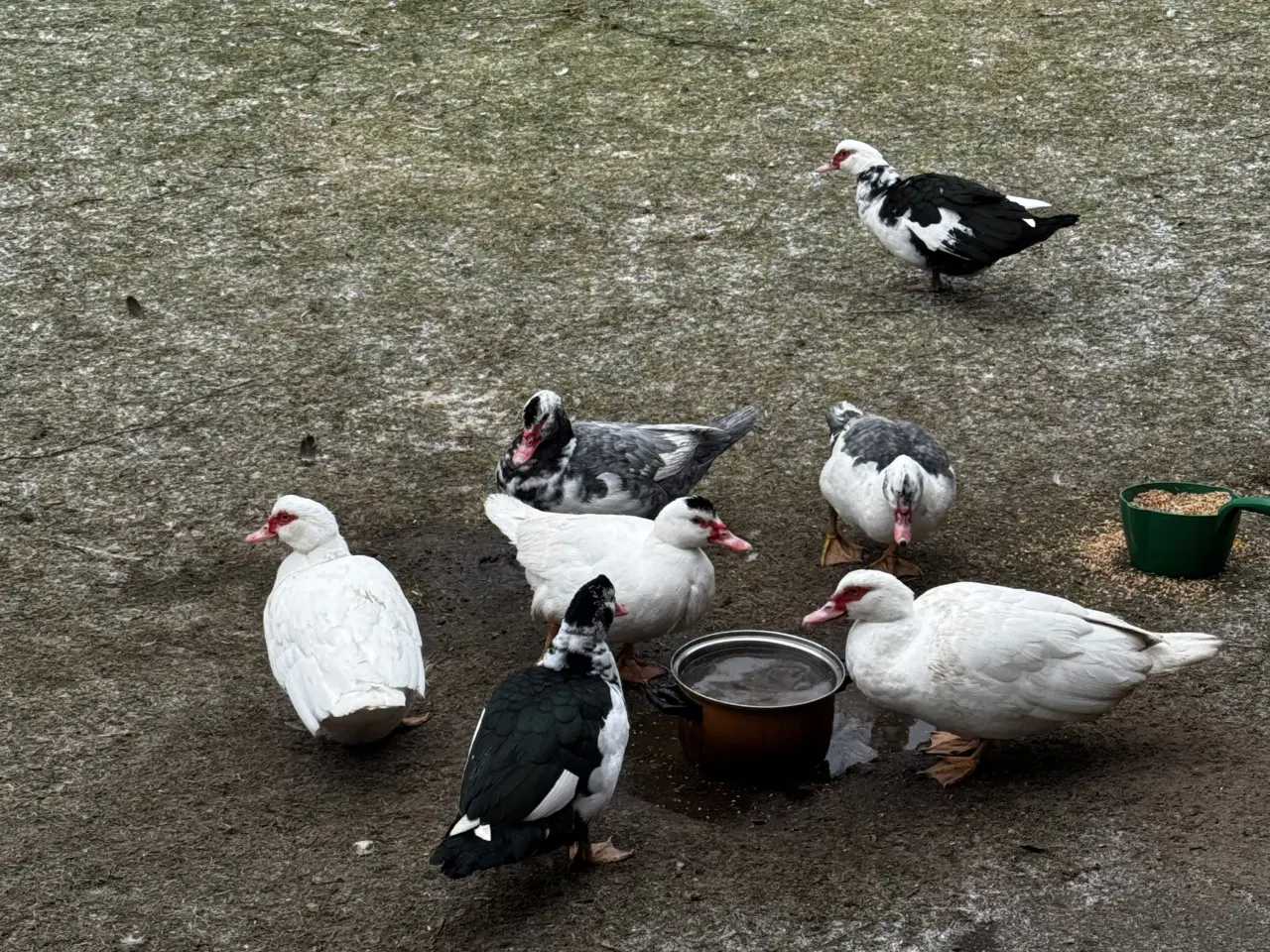 Billede 2 - Moskus ænder/damer fra sommeren 2025