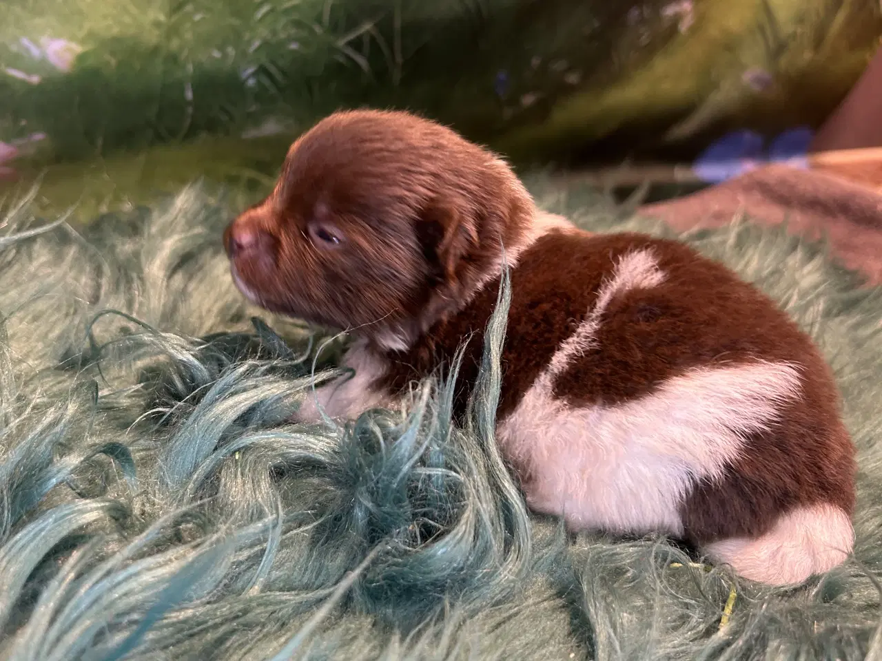 Billede 2 - Meget smukke Pomerania hvalpe 