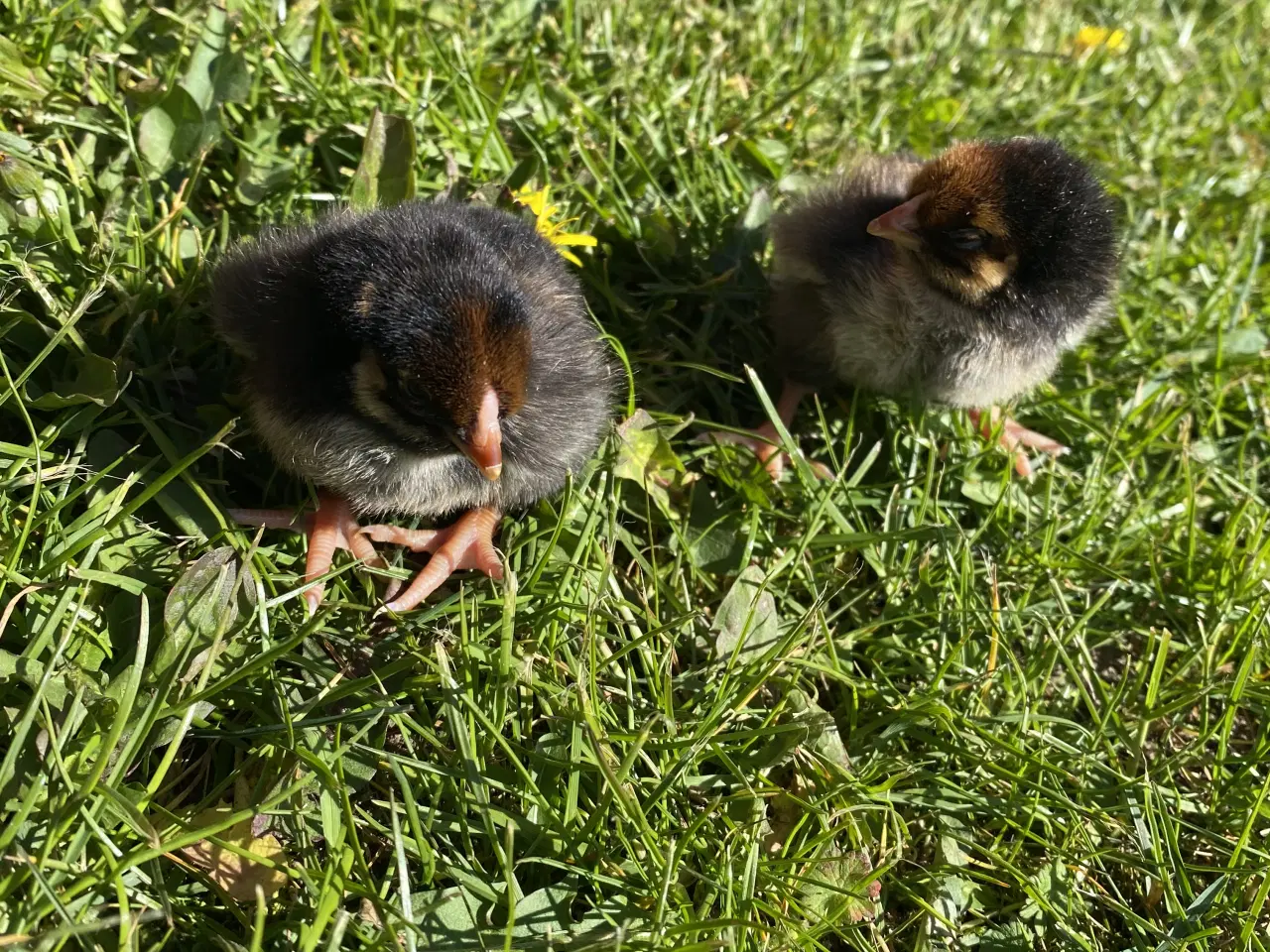 Billede 2 - Guld Wyandotte 