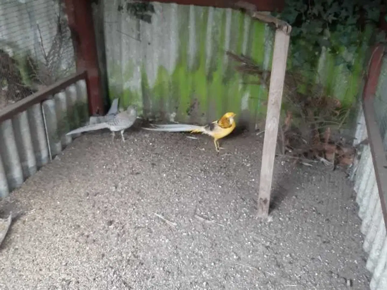 Billede 1 - Gul guldfasan 