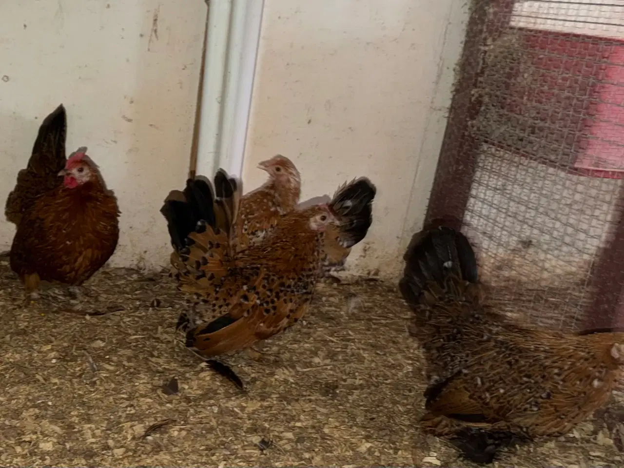 Billede 3 - Små blandinger af Mille fluer/ chabo