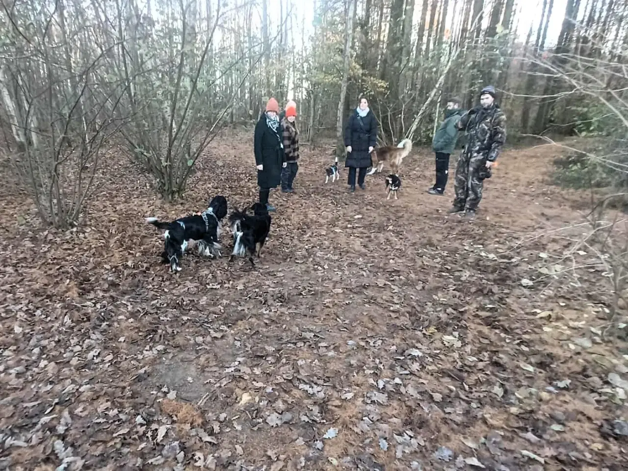 Billede 3 - Smukke milde kærlige Ozzy