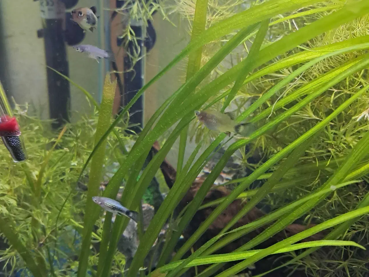 Billede 3 - Blå platy yngel