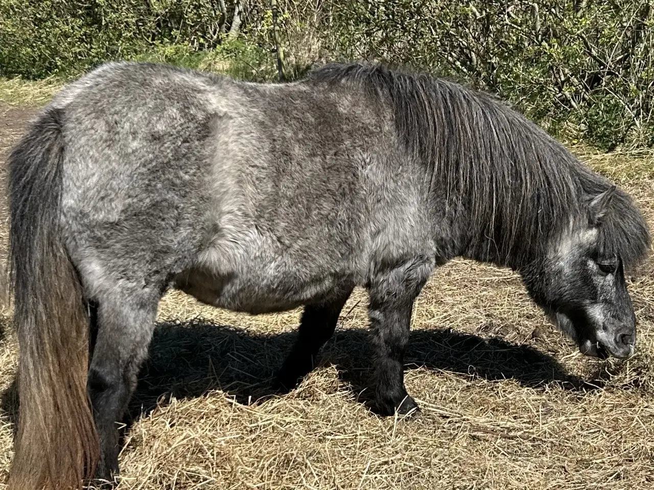 Billede 1 - Skøn skimmel shetlænder hoppe sælges 