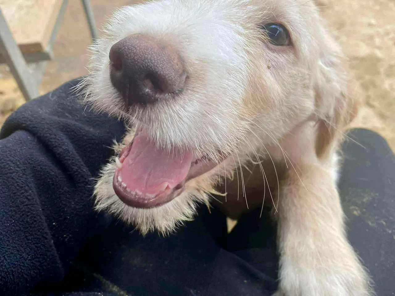 Billede 2 - Dejlige DJ søger sin helt egen familie 🥰