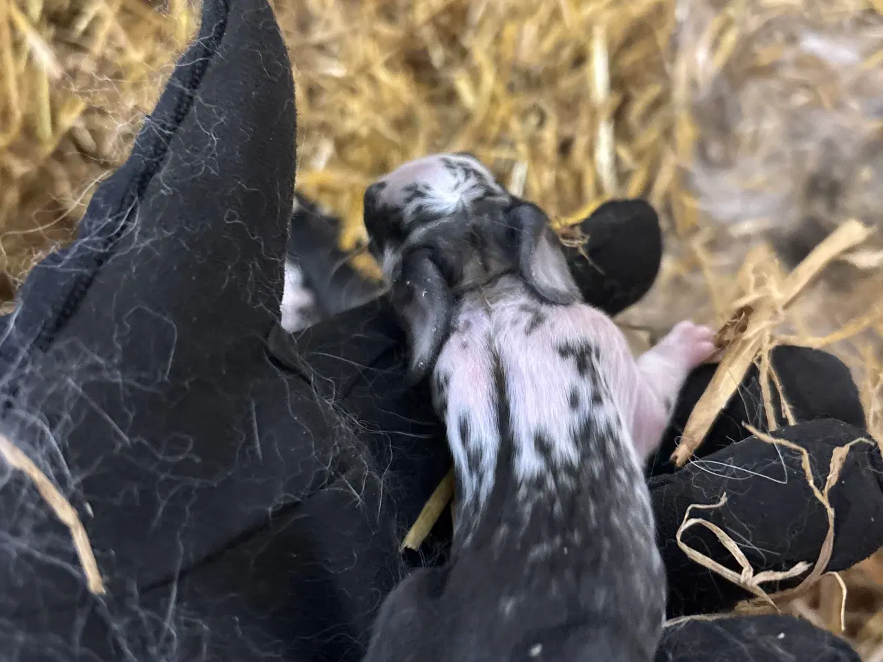 Billede 9 - Kaninunger mix af store racer