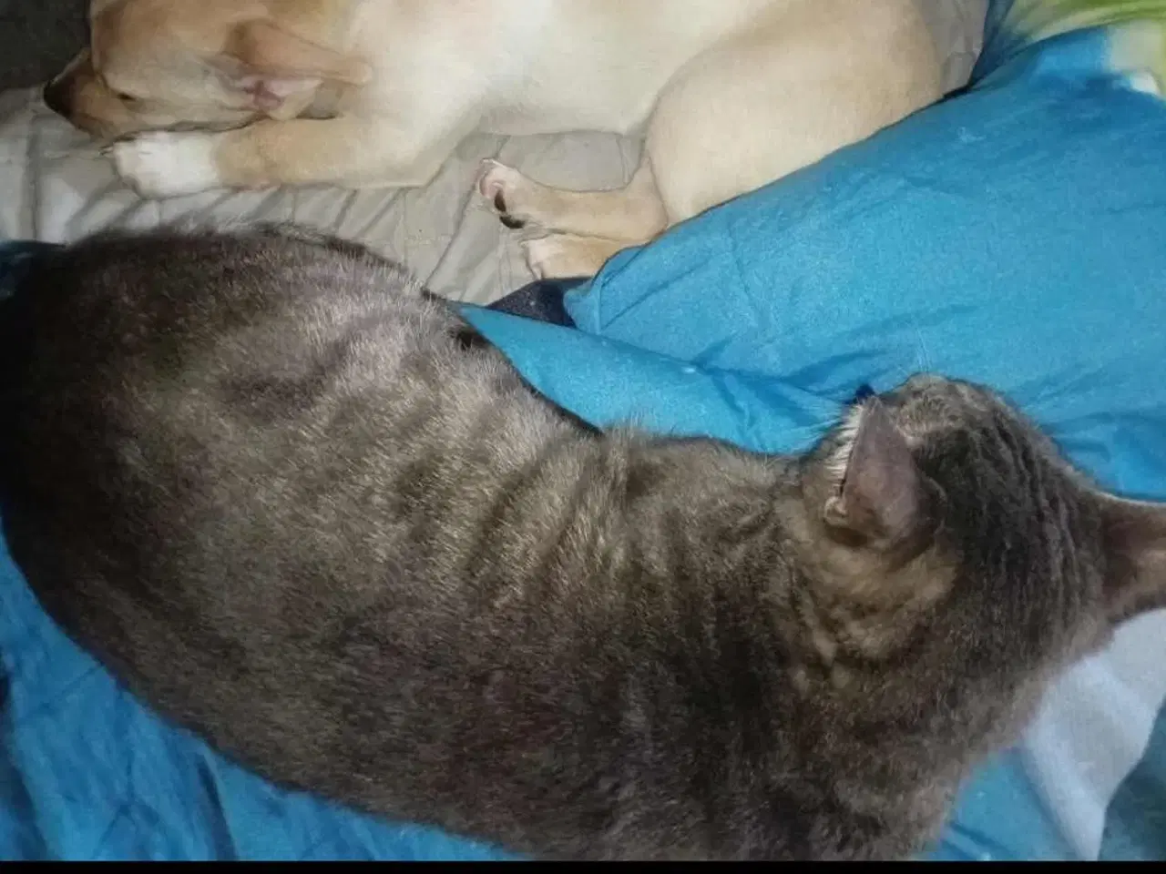 Billede 16 - Lille Mille 🩷