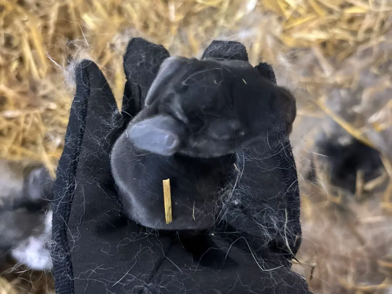 Billede 8 - Kaninunger mix af store racer