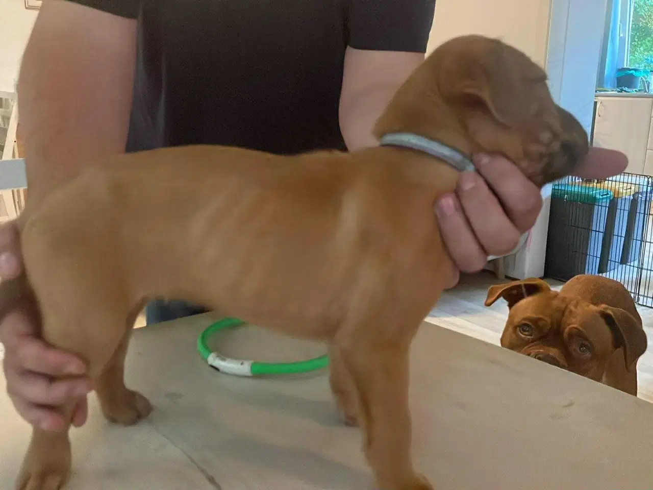 Billede 4 - 7/8  ddb - 1/8 Presa Canario