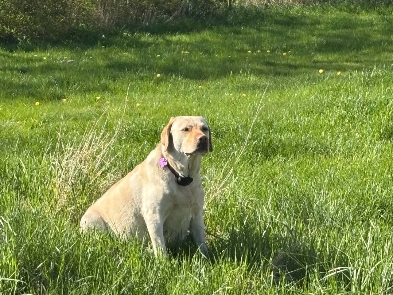 Billede 15 - Labrador hvalpe
