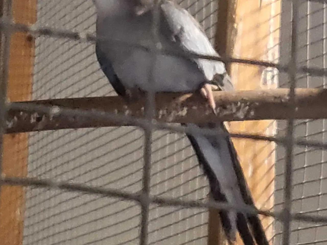 Billede 1 - Prinsesse parakit 