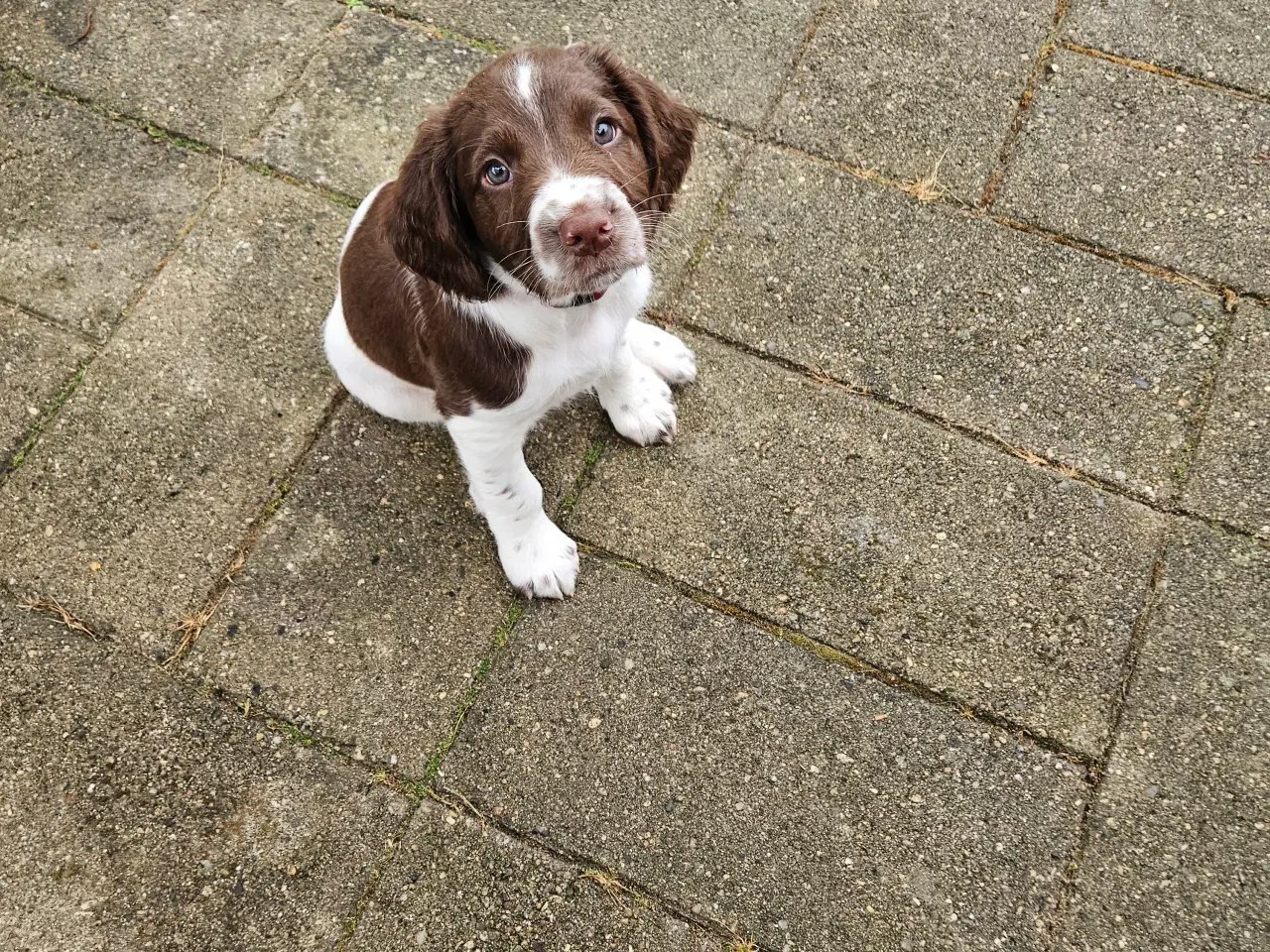 Billede 4 - Springer spaniel hvalpe