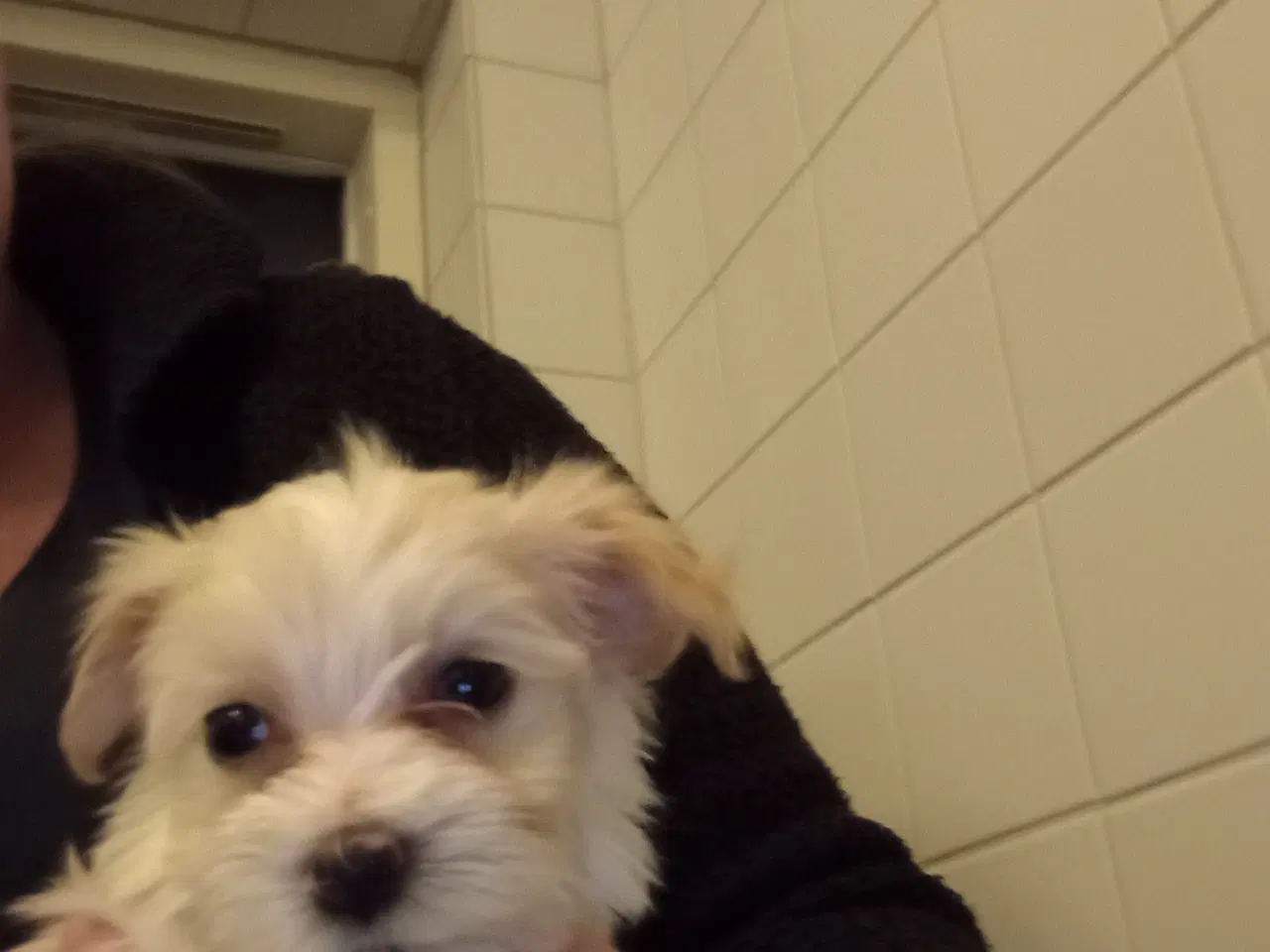 Billede 1 - Havanais / malteser 