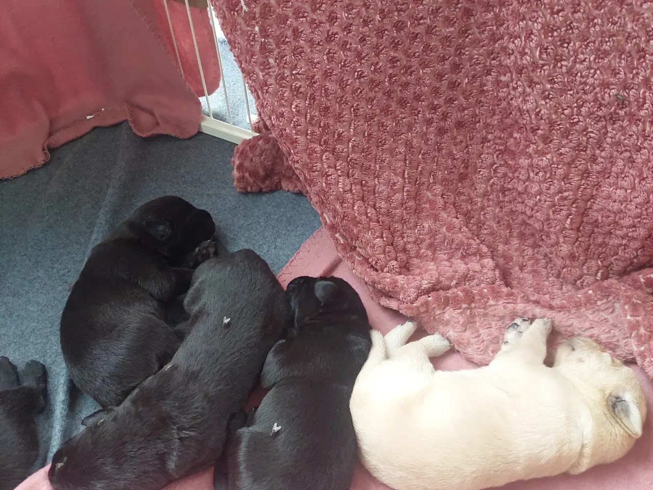 Billede 3 - Søde Hundehvalp 