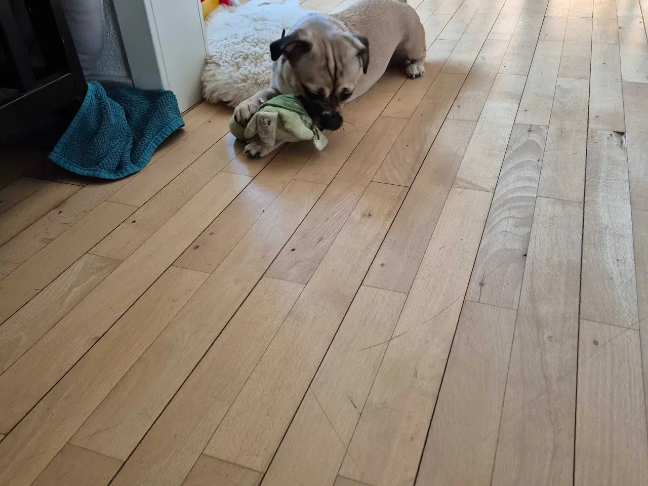 Billede 2 - Lucky søger sit sidste hjem