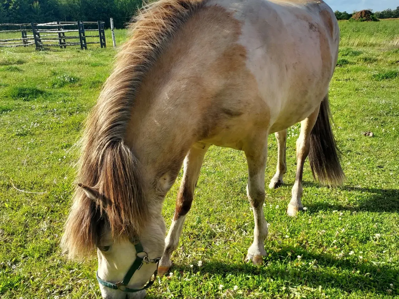 Billede 1 - Unik moldottbroget hoppe med føl