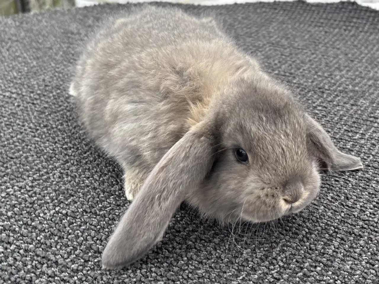 Billede 7 - FRANSK VÆDDER HUN VILDTBLÅ