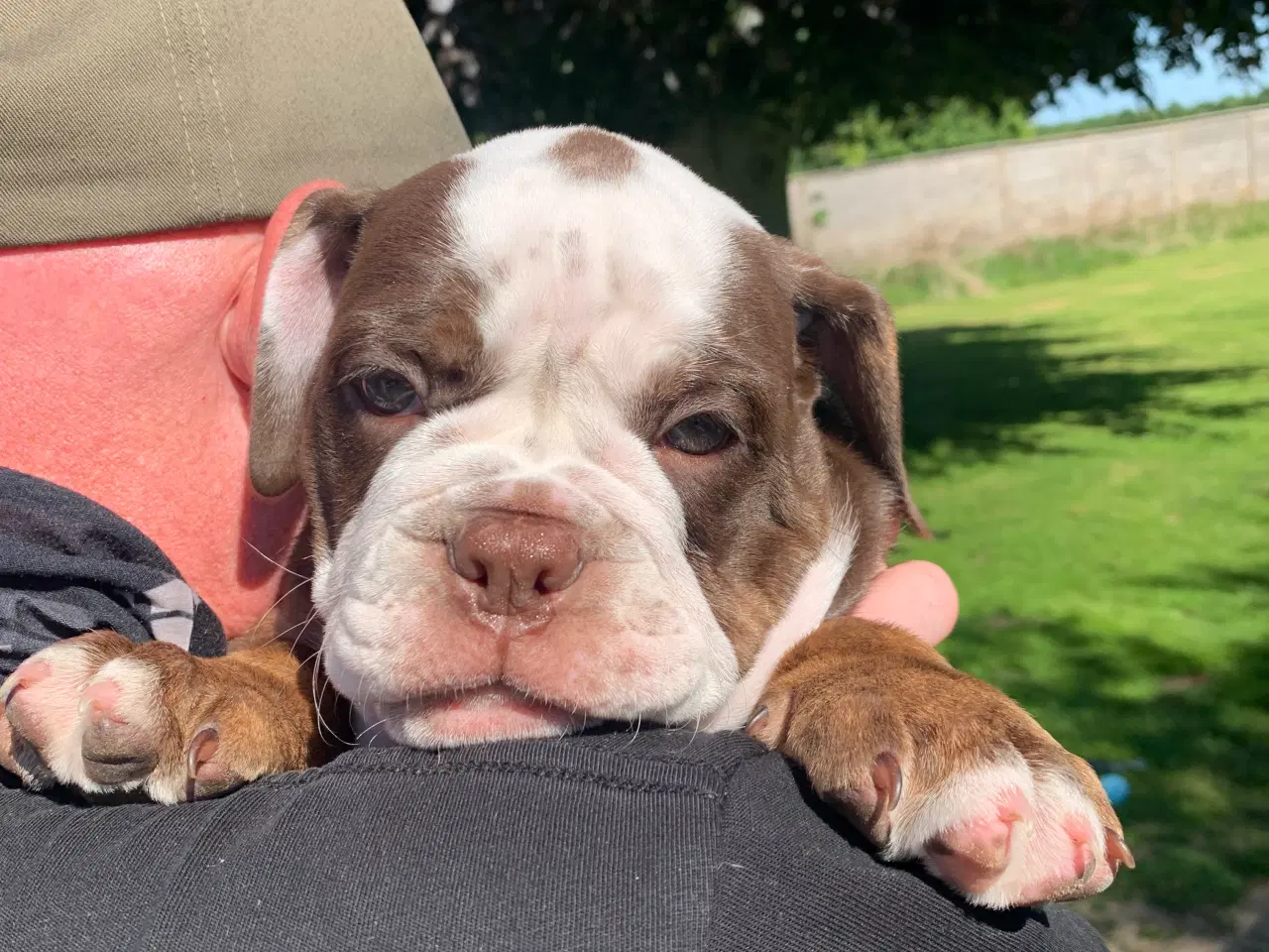 Billede 4 - New English Bulldog hvalp med stamtavle 