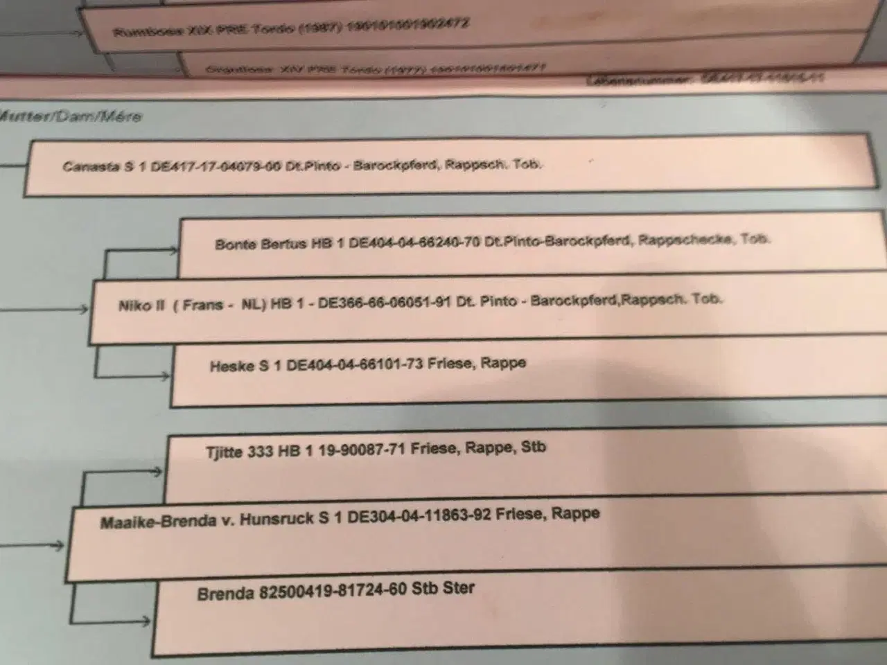 Billede 9 - Hoppe til hygge/avl/let ridning