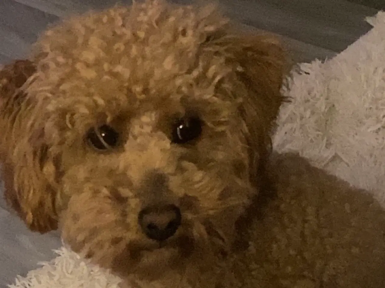 Billede 10 - Mini Goldendoodle søger nyt hjem 