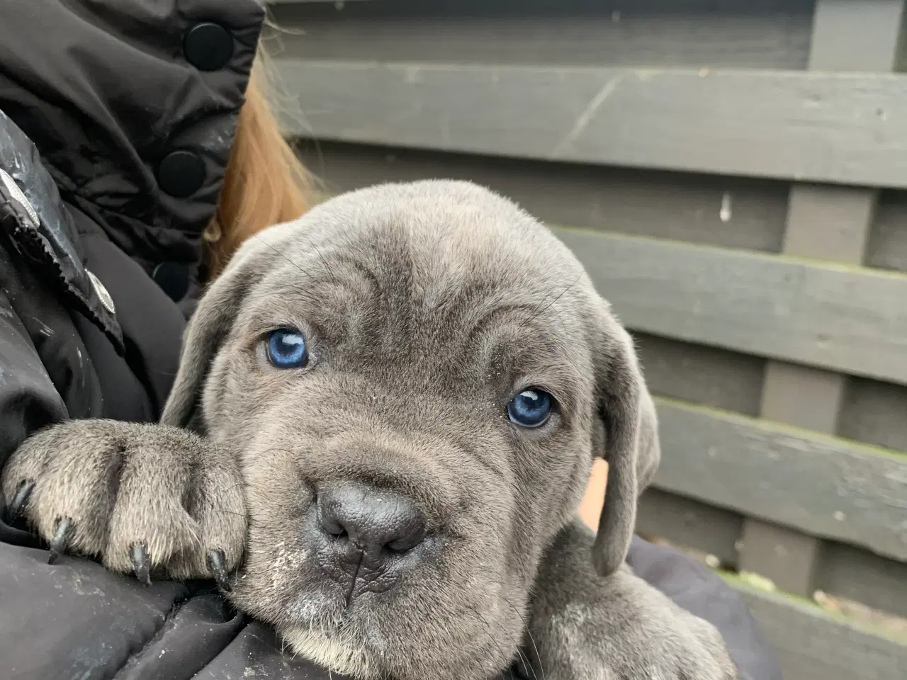 Billede 3 - Cane Corso Italiano hvalpe