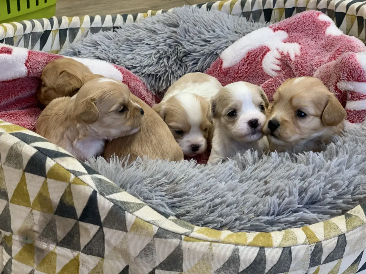 Billede 14 - Små fine cavapoo/ Maltipoo babyer