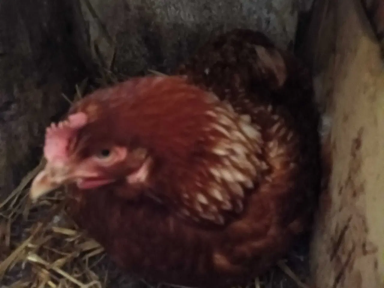 Billede 1 - Skruk høne