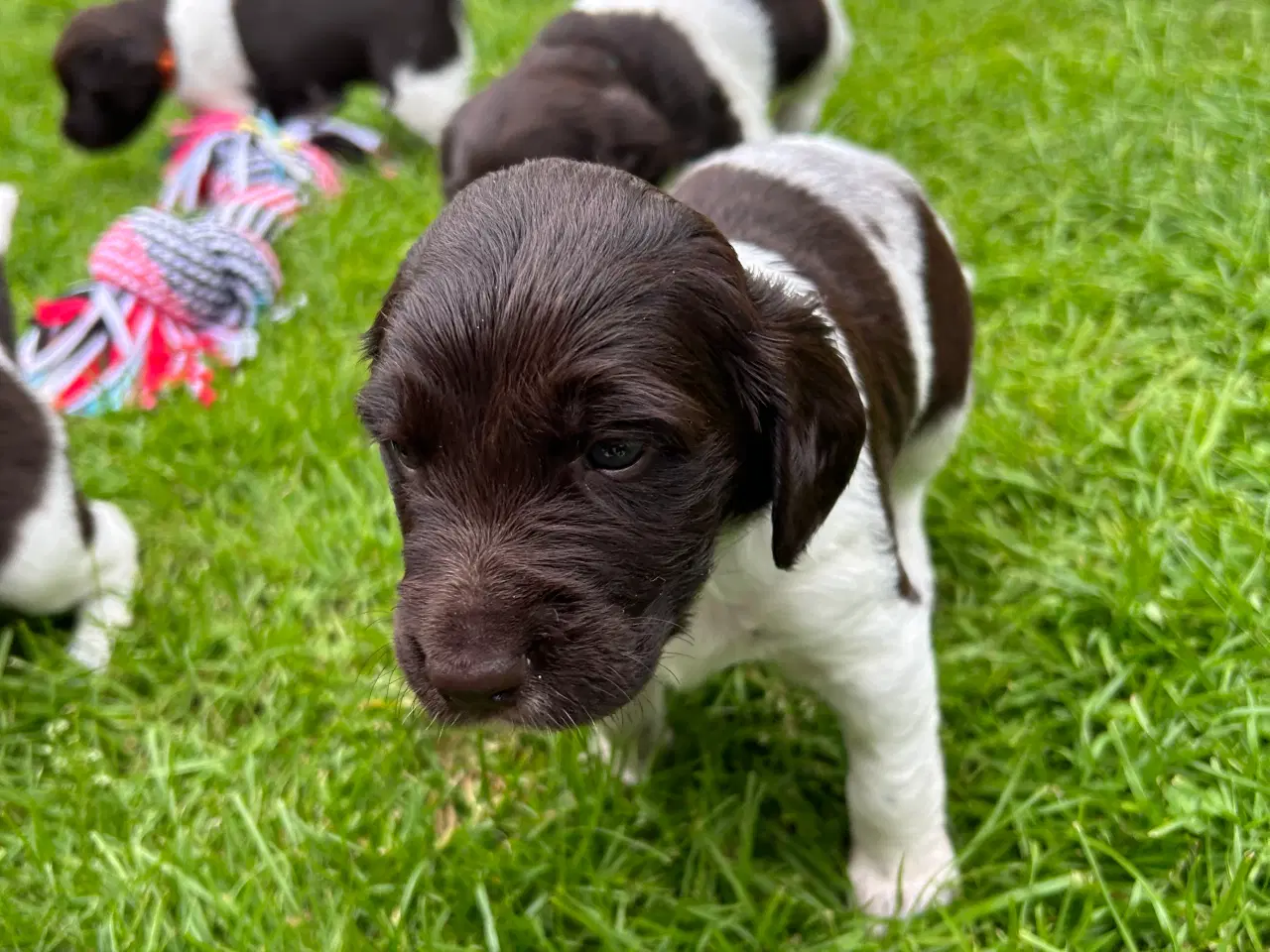 Billede 5 - Kleiner Münsteländer hvalpe