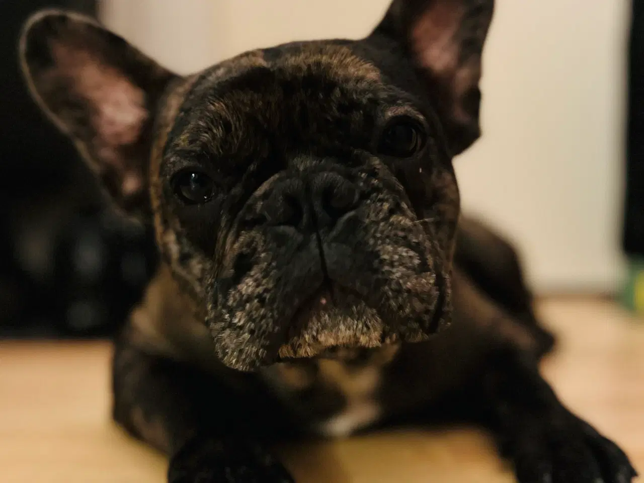 Billede 3 - Fransk bulldog søges 