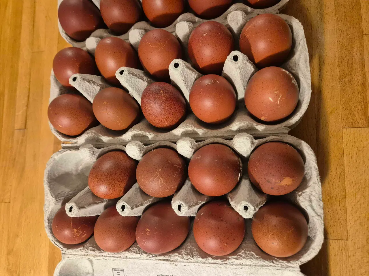 Billede 3 - Rugeæg/kyllinger 