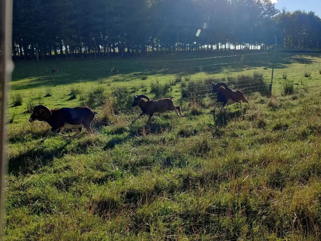 Billede 3 - Muflon vædder