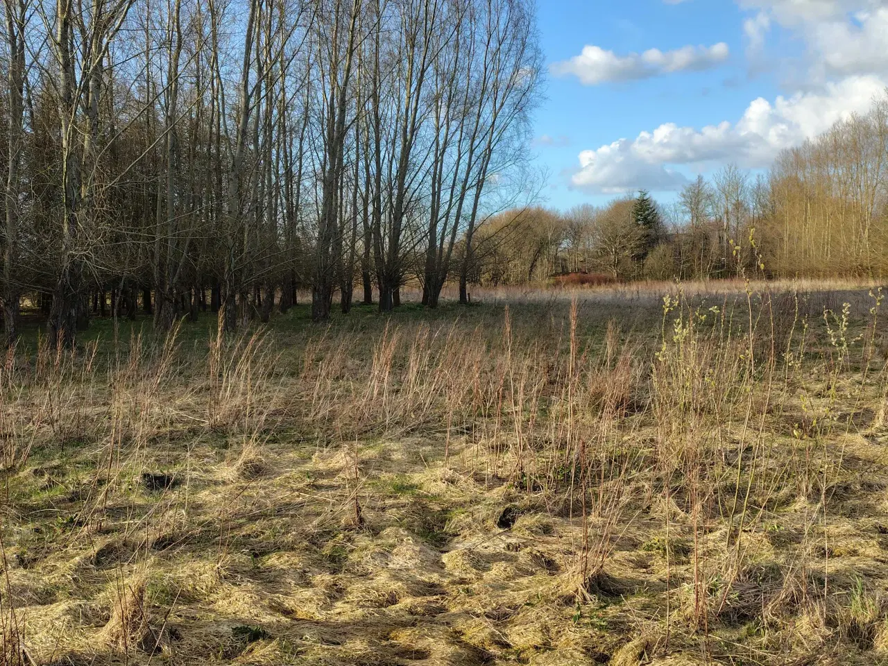 Billede 3 - Søger Billig selvskabs Hest/ Pony