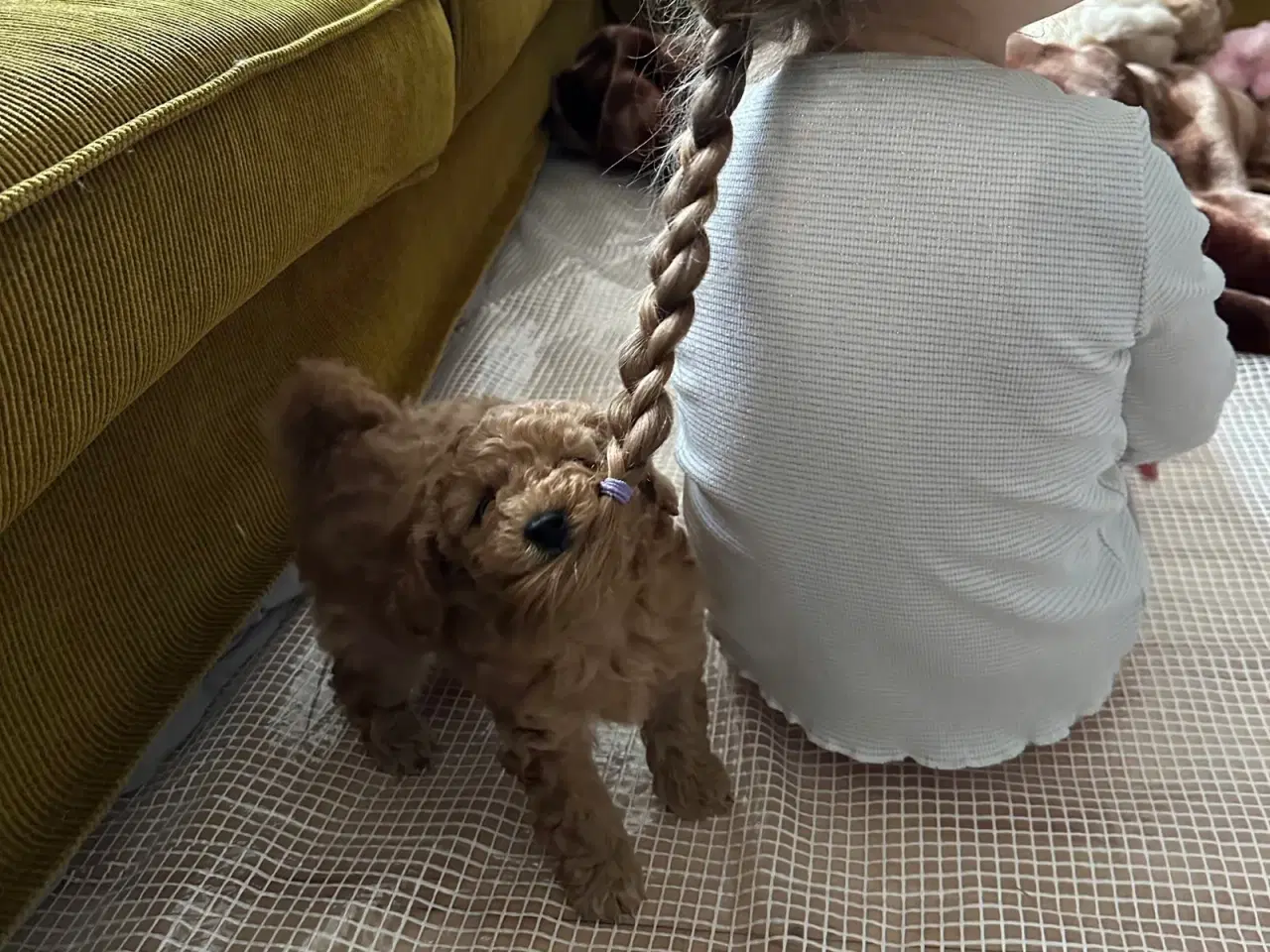 Billede 10 - Maltipoo hvalpe – 8 uger, chippet & vaccineret