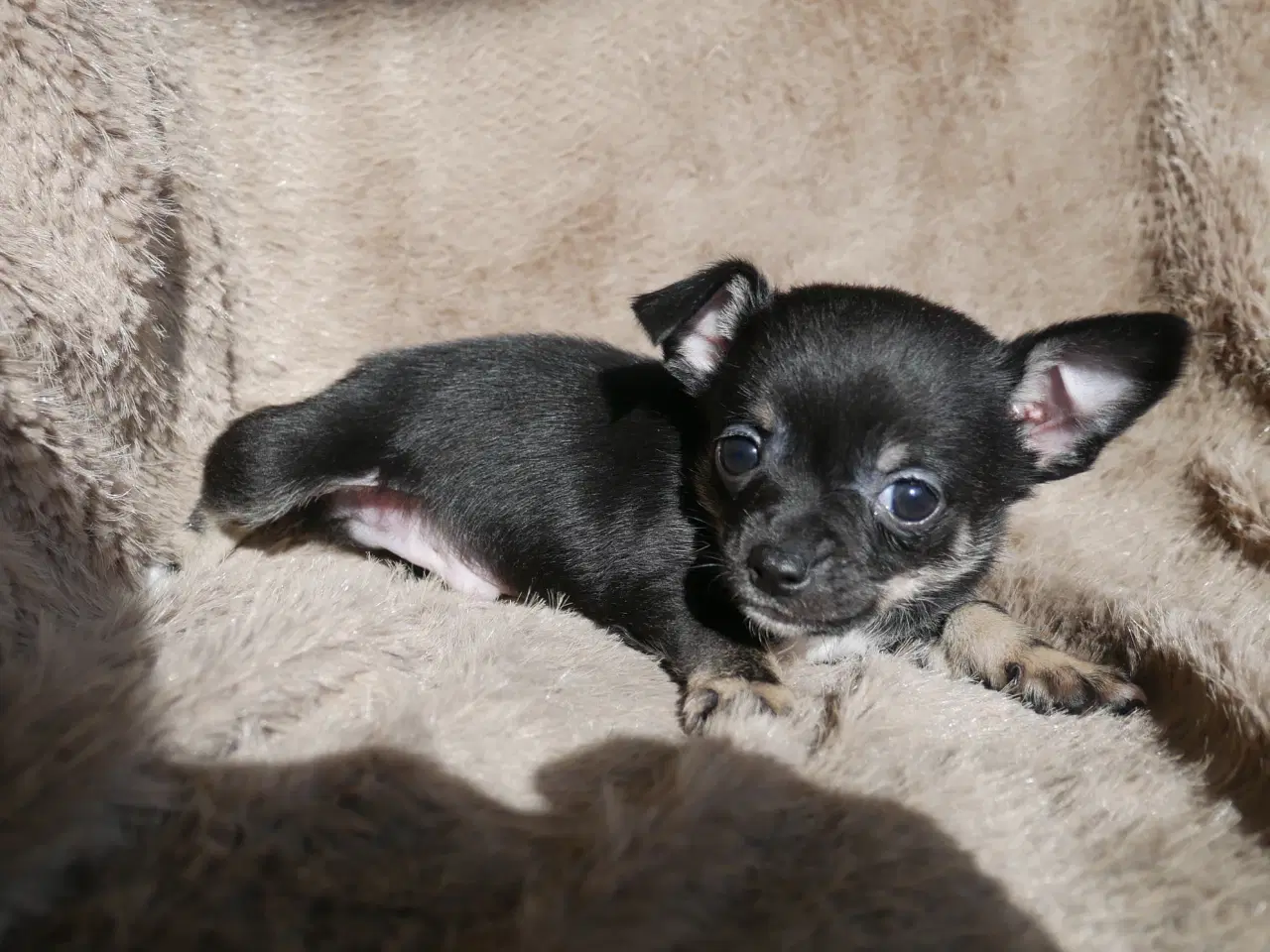 Billede 16 - Små, Superskønne pomchi hvalpe sælges