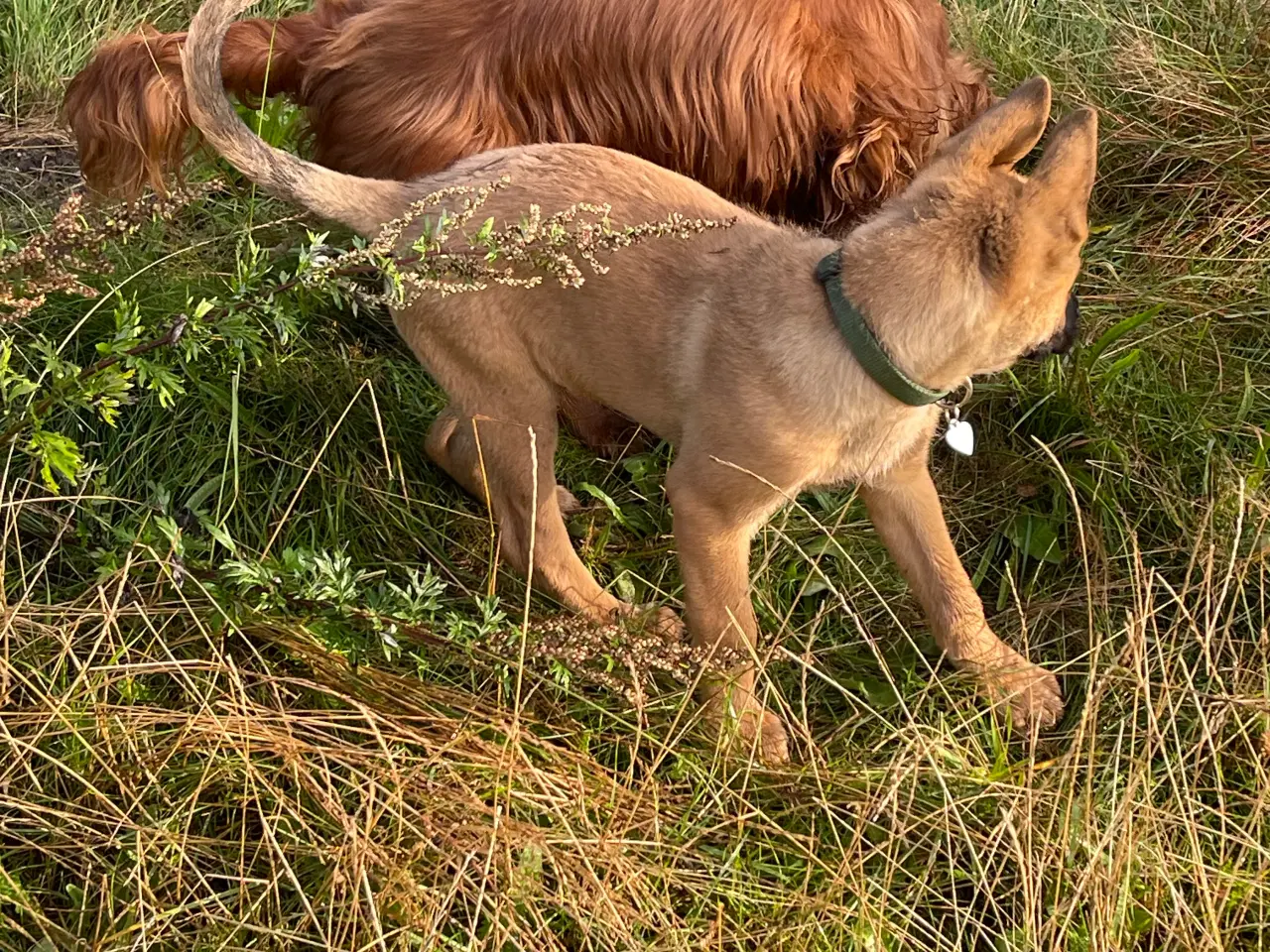 Billede 6 - schæfer/malinois hvalp