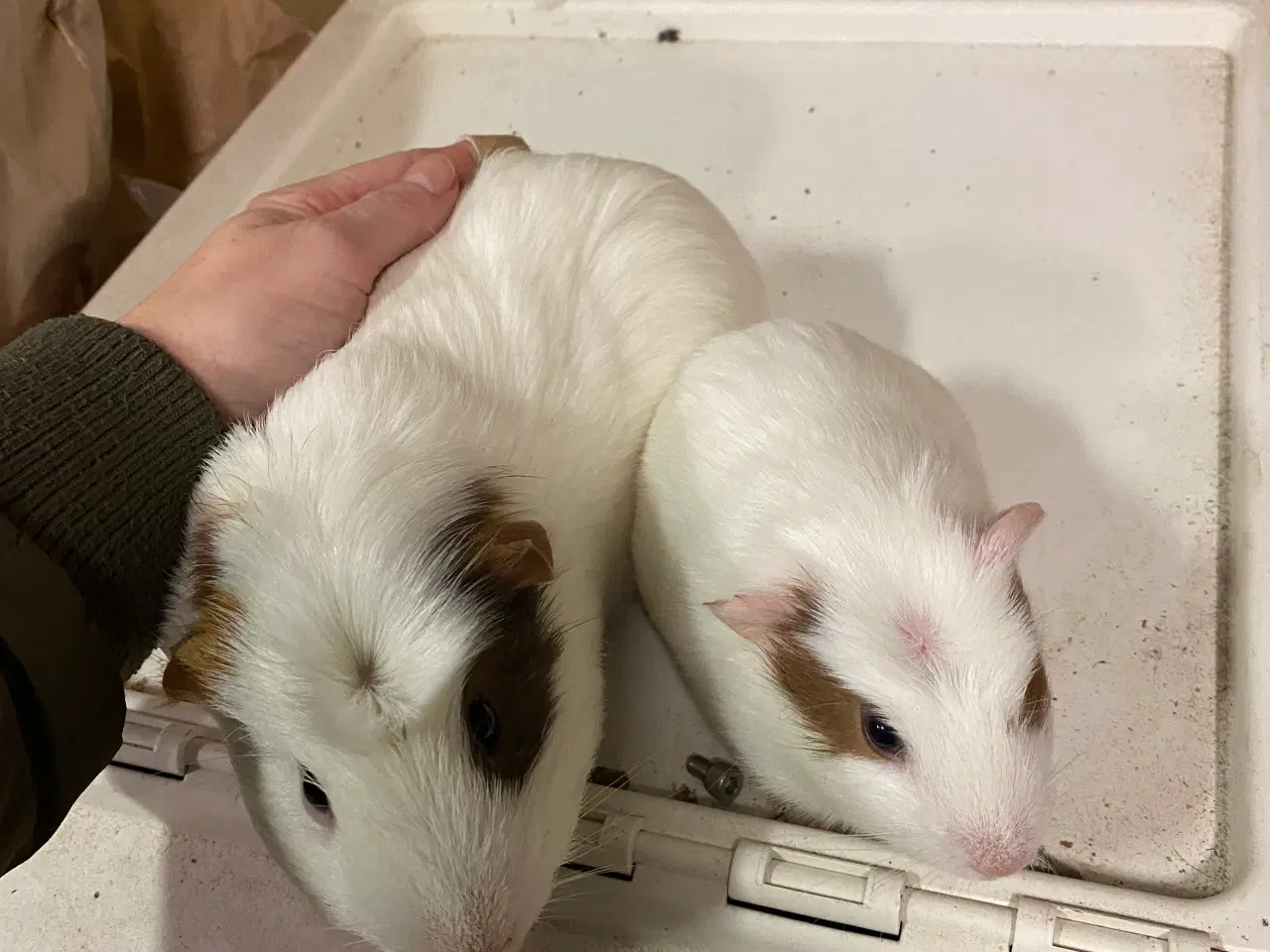 Billede 5 - Marsvin han