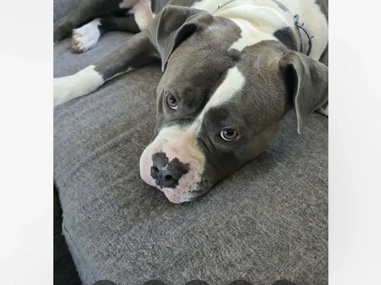 Billede 5 - XXL bully