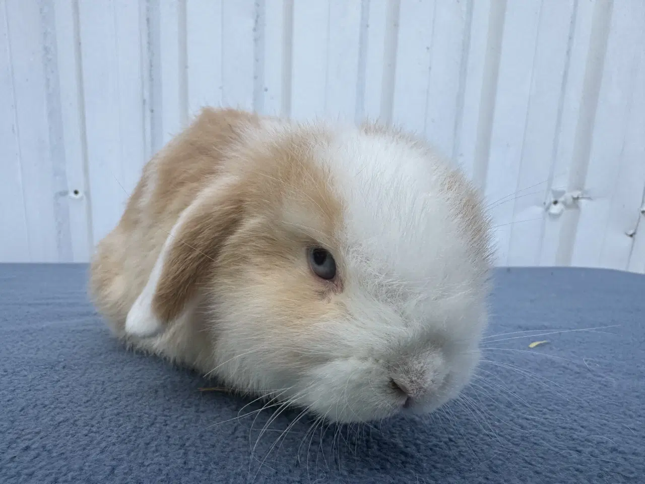 Billede 8 - Mini lop hankanin