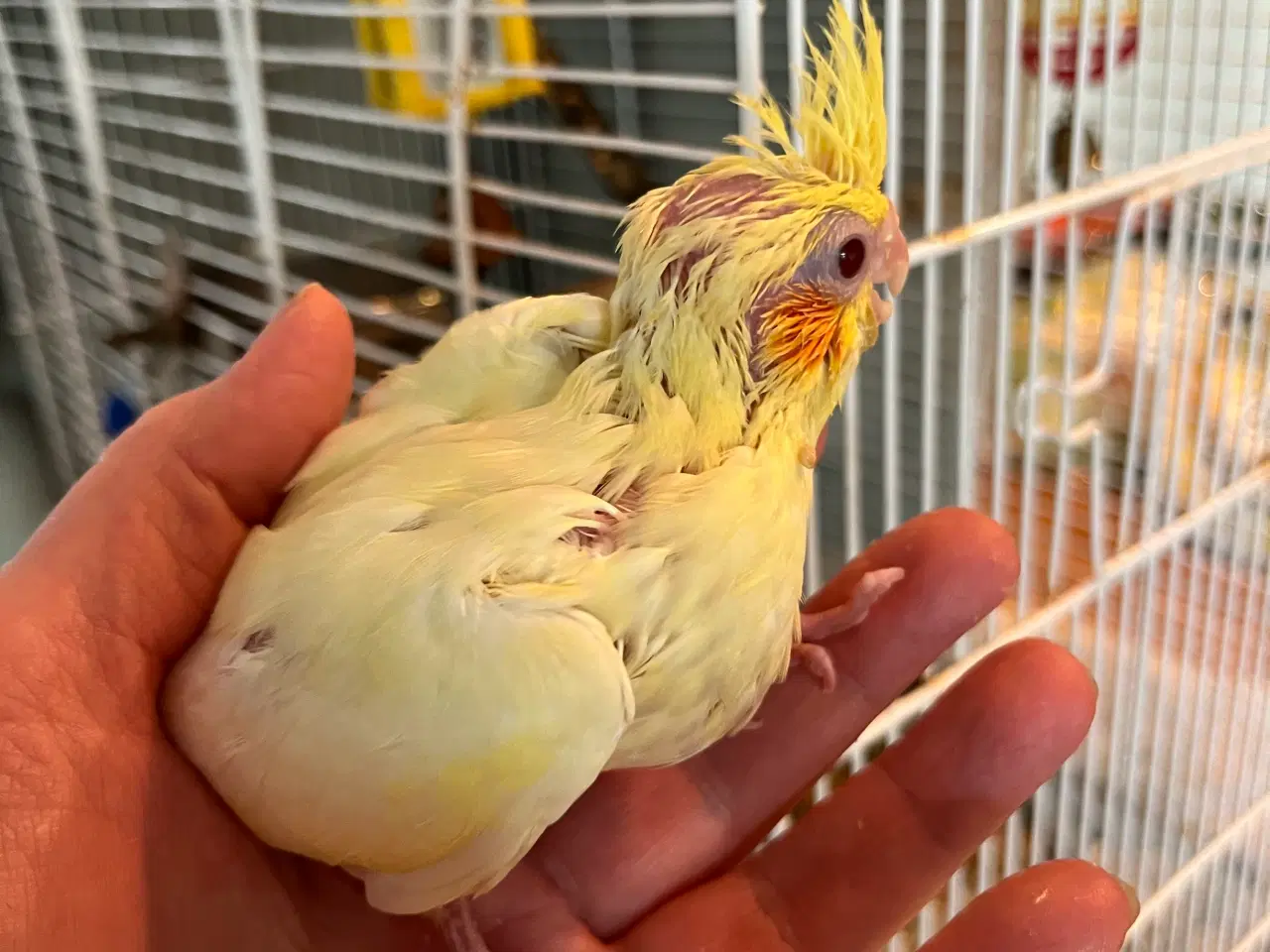 Billede 4 - Håndtamme nymfeunger