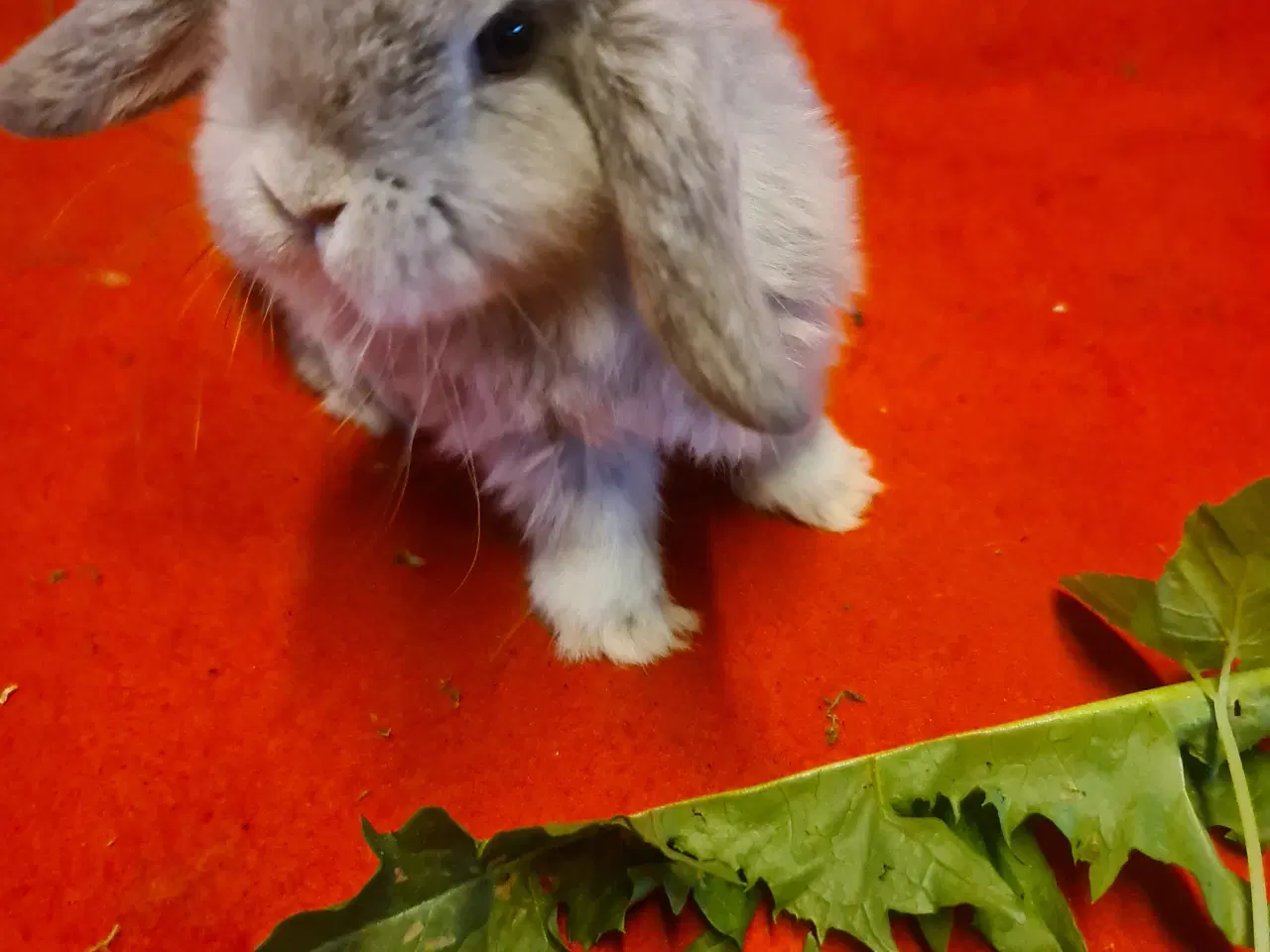 Billede 11 - Mini Lop Kaninunger 