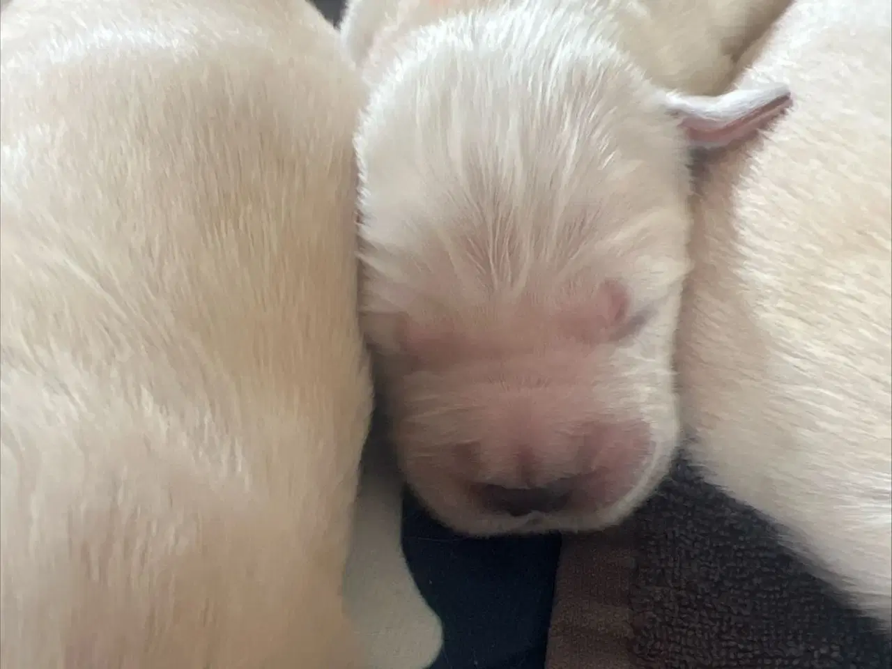 Billede 3 - Lækre ægte Golden retriever hvalpe 