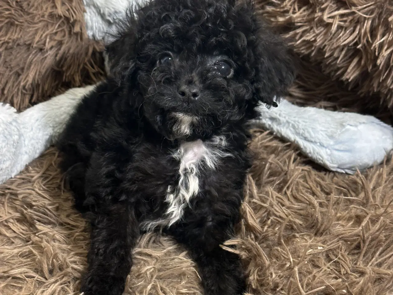 Billede 18 - Cavapoo F2B