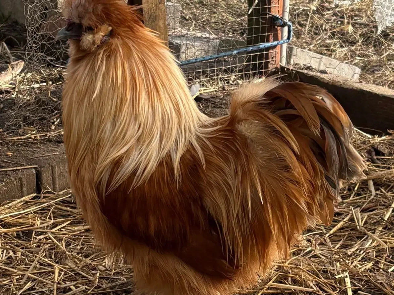 Billede 1 - Daggamle silkie kyllinger - klækker 27 Marts