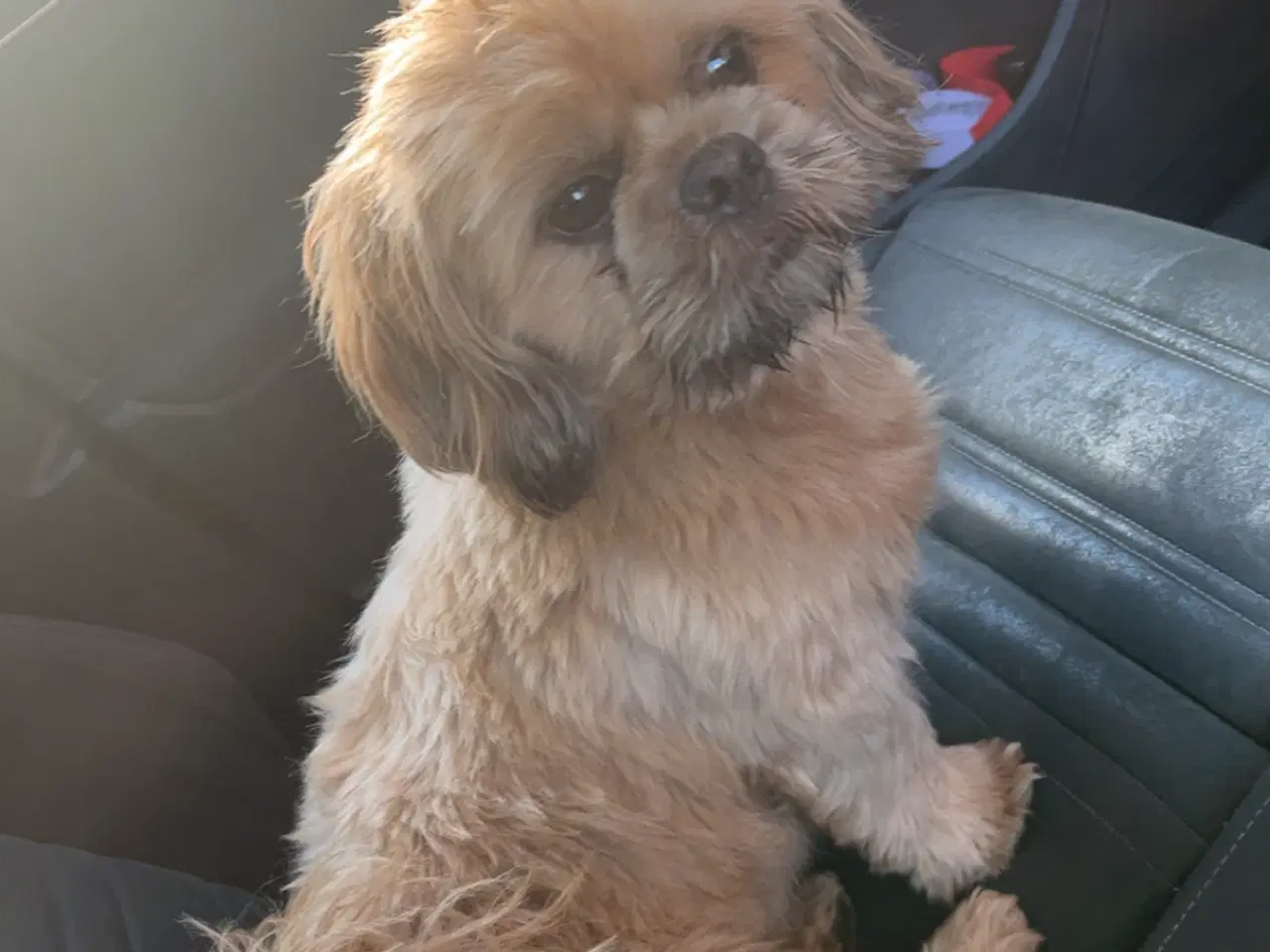 Billede 7 - Boomer hvalpe 🥰