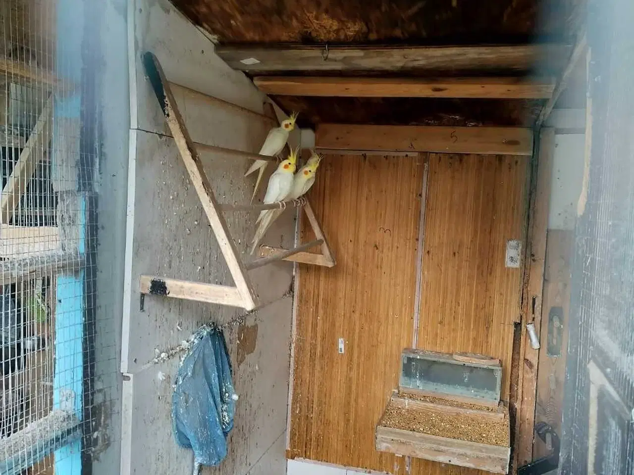 Billede 1 - Tre nymfeparakit 