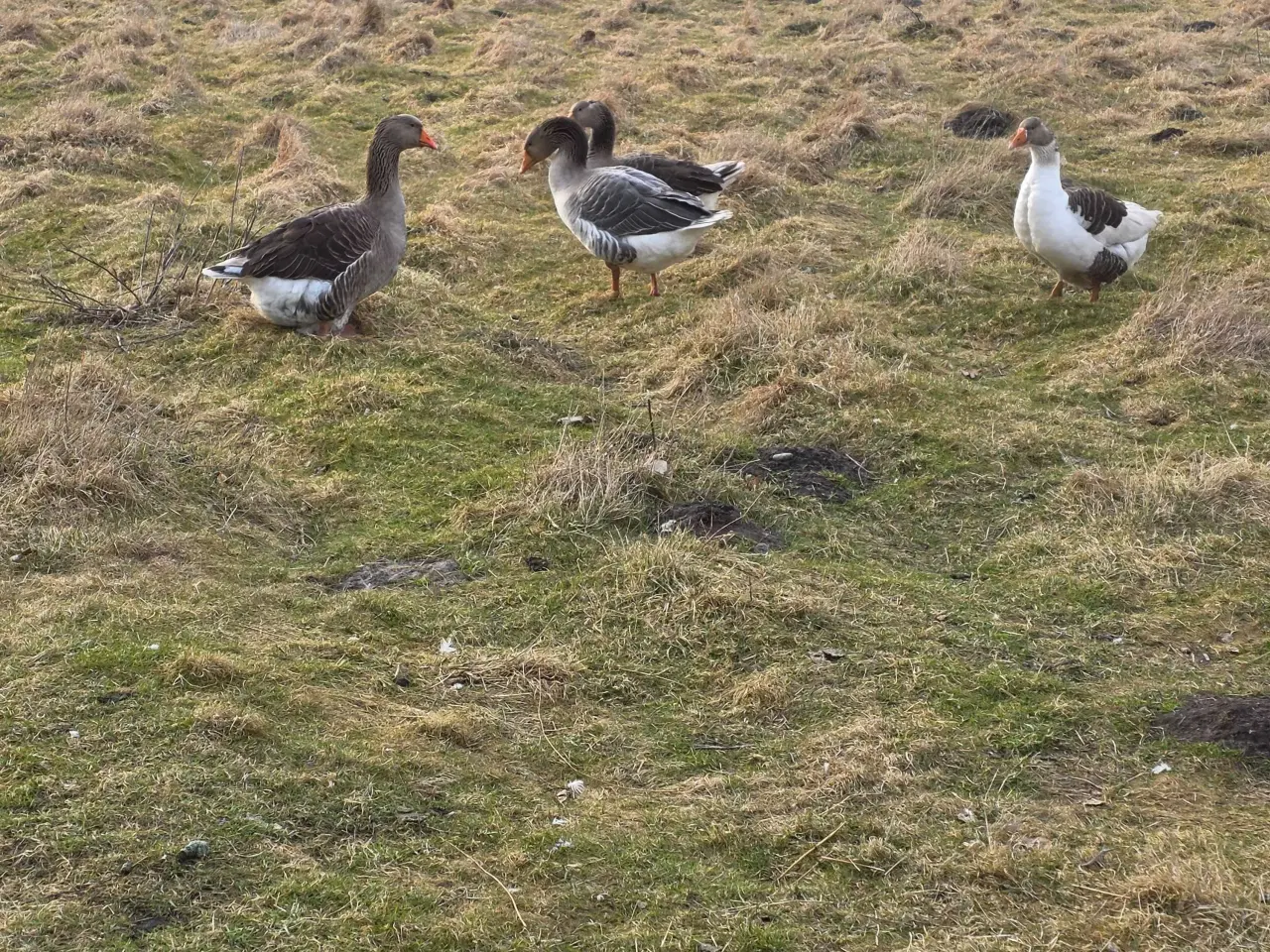 Billede 1 - Ruge æg fra gæs 